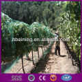 Bird Net PE& UV Stabilized Anti Bird Net Orchard Bird Netting